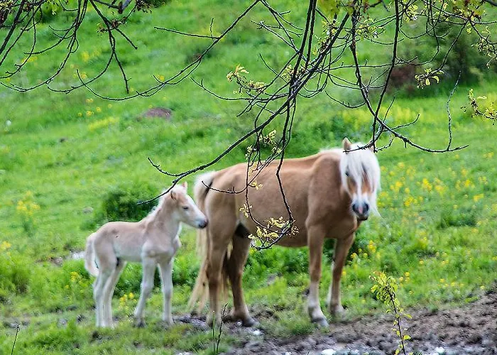 Villa Amampuri Village Pamporovo